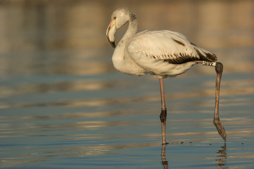 Greater flamingo (Phoenicopterus roseus)