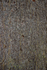 bark of a pine tree
