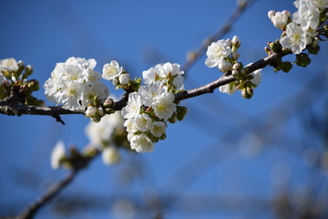 Ciliegio in fiore ft9103_0403 Cherry tree in bloom