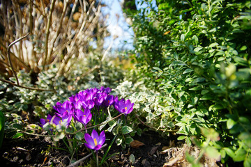 purple crocuses in a sunny spring garden