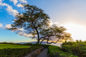 View of beautiful Wailea Beach Walk and stunning tree near sunset time in Wailea on Maui island, Hawaii