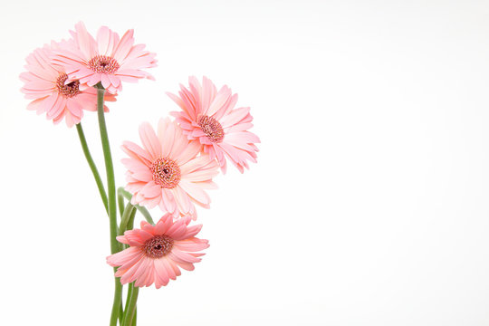 9 558 Best ガーベラ Images Stock Photos Vectors Adobe Stock