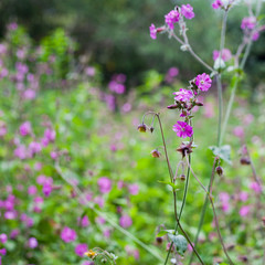 Red campion flowers in the forest.