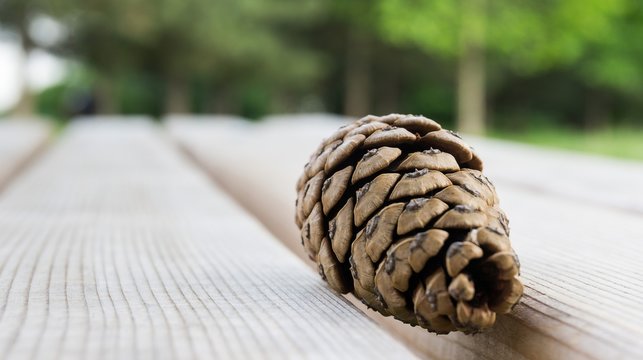 Acorn on wooden bench