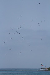 Bird Circling Over Island 