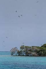 Fototapeta na wymiar Bird Circling Over Island 