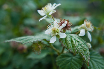 Young fruit of the pear fruit in the orchard.