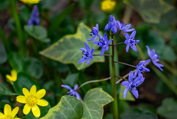 Scilla bifolia or Alpine squill or two-leaf squill bright blue bell. Close-up scilla bifolia...