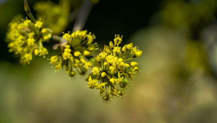 Lyric twig  cornelian cherry with yellow flowers on grey blurred with bokeh background. Soft selective macro focus Cornus mas blossom (European cornel, dogwood) in early spring. Place for your text