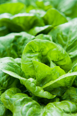 Lettuce in the garden -  iceberg, salad bowl, beet greens and many other healthy green leaves.