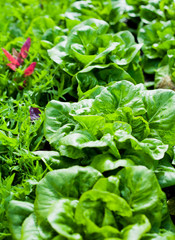 Lettuce in the garden -  iceberg, salad bowl, beet greens and many other healthy green leaves.