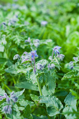 blue Blooming Borage, edible flowers -  borrago officinalis.