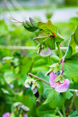 Obraz na płótnie Canvas Pea Blauwschokker - pink flowers and dark burgundy pods of the edible pea pleant in the garden.