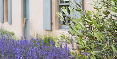Olive branches with blooming violet lavender and countryside European cottage.