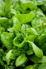 Spinach matador growing in the garden.