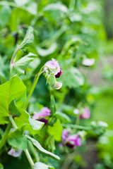 Obraz na płótnie Canvas Pea Blauwschokker - pink flowers and dark burgundy pods of the edible pea pleant in the garden.
