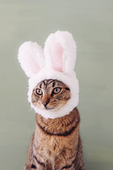 Mackerel tabby kitty dressed as rabbit, close up.