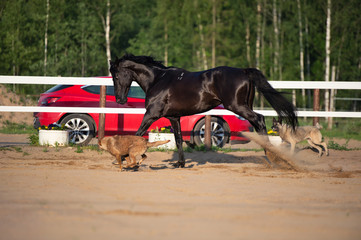 playing black beautiful stallion with dogs in paddock. TRakehner sportive breed