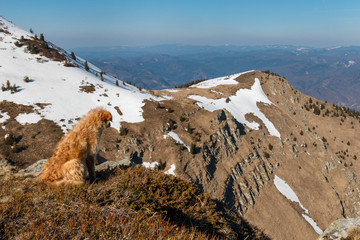 Spring hike in the mountains with a dog looking towards snowy slope.