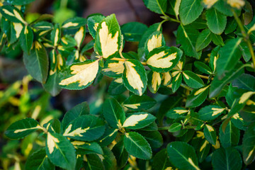 Green-white leaves Euonymus Fortunei Interbolwi Blonde on blurred green background. Common names spindle or fortune's spindle, winter creeper or wintercreeper.  Selective focus. Natural design.