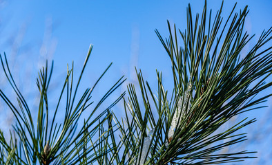 Macro of long green needles Pinus Nigra, Austrian pine or black pine with ice on blue sky background. Original texture of natural greenery. Early spring concept