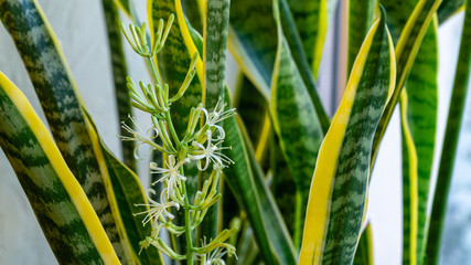 Striped leaves and flower of Sansevieria trifasciata 'Laurentii'. Variegated tropical green leaves...