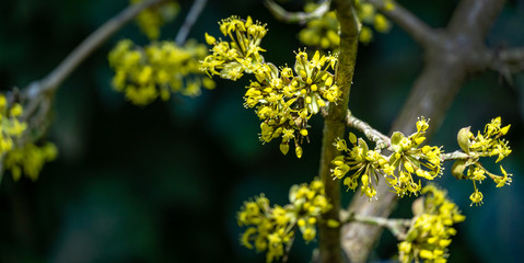 Lyric twig  cornelian cherry with yellow flowers on grey blurred with bokeh background. Soft selective macro focus Cornus mas blossom (European cornel, dogwood) in early spring. Place for your text