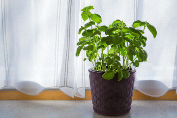 basil plant in a pot on kitchen's windowsill