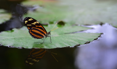 A striped passion flower butterfly, or Heliconius numata, sits on the green leaf of a water lily on a pond and rests.