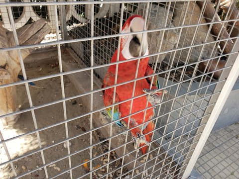 Parror in cage