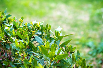 Closeup of fresh green surfase of hedge with vibrant green leaves growing in summer garden.