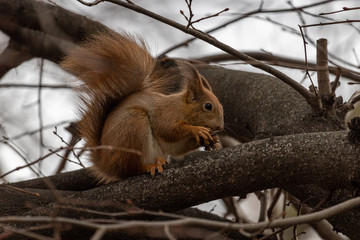 squirrel on tree