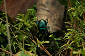 Obraz premium Dung beetle in the forest, close-up
