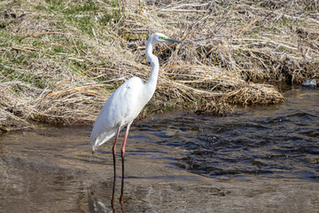 great egret