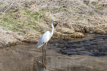 great egret