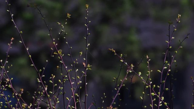 Sunny impressions from the surroundings of Tempelhof Airport in Berlin (Closed on October 30, 2008) of March 5, 2020, Germany