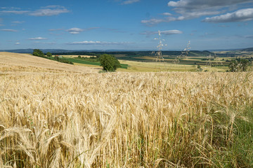 Champ d'orge dans le Puy-de-D&ocirc;me