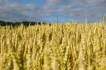 Champ d'orge dans le Puy-de-D&ocirc;me