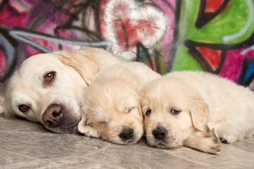 Golden Retriever Puppy Family