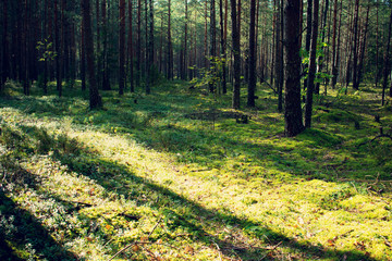 Fototapeta na wymiar Green summer forest in the morning