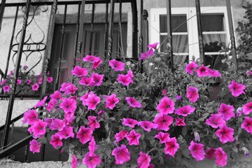 Fototapeta na wymiar flores rosas