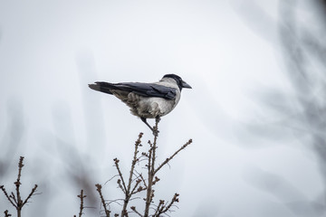 hooded Crow
