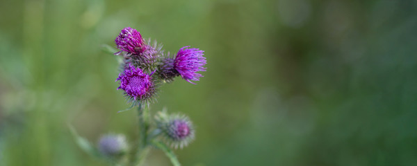 thistle flower in the meadow, blurry background