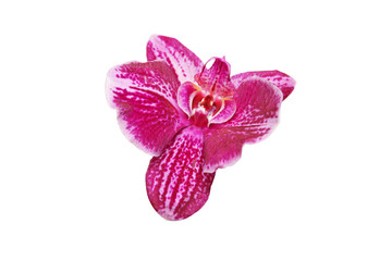 Large purple Orchid flower isolated on a white background