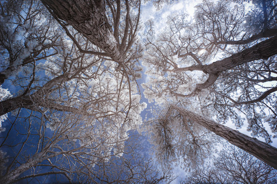 infrared trees woodland shot during winter 