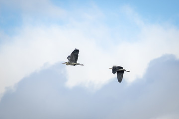 Grey Heron