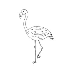 Flamingo bird in doodle style black and white illustration. Elegant bird stands with one leg up
