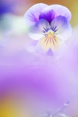 Foto auf Alu-Dibond Raindrops on horned pansy (Viola cornuta) flower petals. Selective focus and shallow depth of field. © ekim
