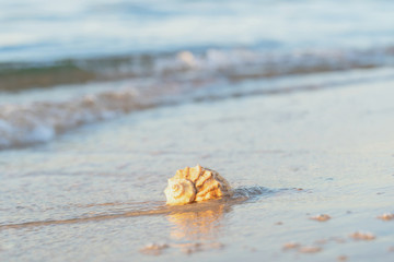 beautiful shell lies on the beach, next to the azure water of the sea