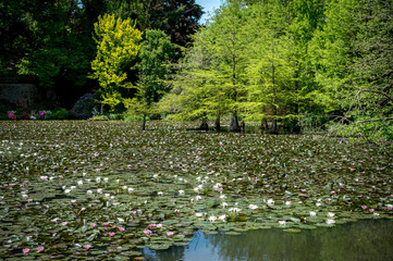 pond of the white water lilies / Seerosenteich
